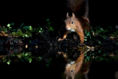 Rode-Eekhoorn-10_Red-Squirrel_Sciurus-vulgaris_5L8A9356