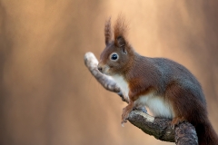 Rode-Eekhoorn-13_Red-Squirrel_Sciurus-vulgaris_11I5719