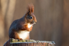 Rode-Eekhoorn-14_Red-Squirrel_Sciurus-vulgaris_11I5721