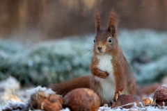 Rode-Eekhoorn-15_Red-Squirrel_Sciurus-vulgaris_11I5730