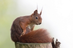 Rode-Eekhoorn-16_Red-Squirrel_Sciurus-vulgaris_11I8434