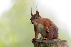 Rode-Eekhoorn-17_Red-Squirrel_Sciurus-vulgaris_11I8429