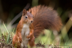 Rode-Eekhoorn-21_Red-Squirrel_Sciurus-vulgaris_11I1038