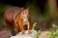 Rode-Eekhoorn-22_Red-Squirrel_Sciurus-vulgaris_11I1040