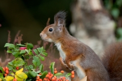 Rode-Eekhoorn-23_Red-Squirrel_Sciurus-vulgaris__11I1213
