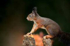 Rode-Eekhoorn-24_Red-Squirrel_Sciurus-vulgaris__11I1347