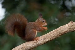 Rode-Eekhoorn-25_Red-Squirrel_Sciurus-vulgaris__11I1365