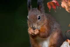 Rode-Eekhoorn-26_Red-Squirrel_Sciurus-vulgaris_11I1399