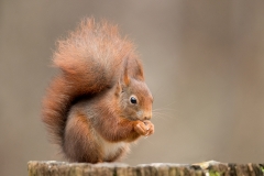 Rode-Eekhoorn-28_Red-Squirrel_Sciurus-vulgaris_11I5245