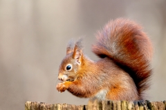 Rode-Eekhoorn-29_Red-Squirrel_Sciurus-vulgaris_11I5370