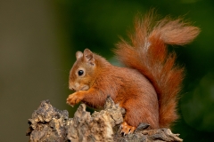 Rode-Eekhoorn-31_Red-Squirrel_Sciurus-vulgaris_11I7902