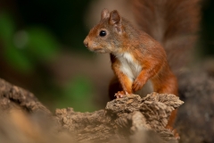 Rode-Eekhoorn-32_Red-Squirrel_Sciurus-vulgaris_11I7919