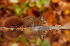 Rode-Eekhoorn-35_Red-Squirrel_Sciurus-vulgaris_E8A2760