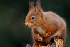 Rode-Eekhoorn-36_Red-Squirrel_Sciurus-vulgaris_AD9A5514