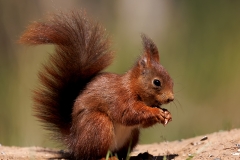 Rode-Eekhoorn-39_Red-Squirrel_Sciurus-vulgaris_E8A7644
