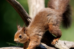 Rode-Eekhoorn-41_Red-Squirrel_Sciurus-vulgaris_E8A9904