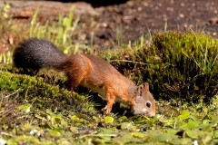 Rode-Eekhoorn-44_Red-Squirrel_Sciurus-vulgaris_P5A3150