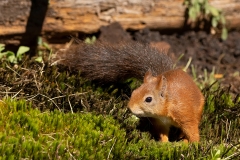 Rode-Eekhoorn-45_Red-Squirrel_Sciurus-vulgaris_P5A3186