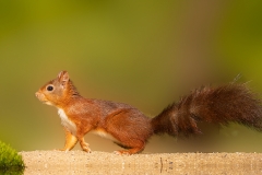 Rode-Eekhoorn-46_Red-Squirrel_Sciurus-vulgaris_P5A5030