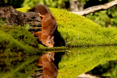 Rode-Eekhoorn-47_Red-Squirrel_Sciurus-vulgaris_P5A5051
