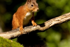 Rode-Eekhoorn-49_Red-Squirrel_Sciurus-vulgaris_P5A5082