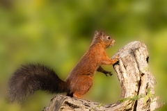 Rode-Eekhoorn-50_Red-Squirrel_Sciurus-vulgaris_P5A5115