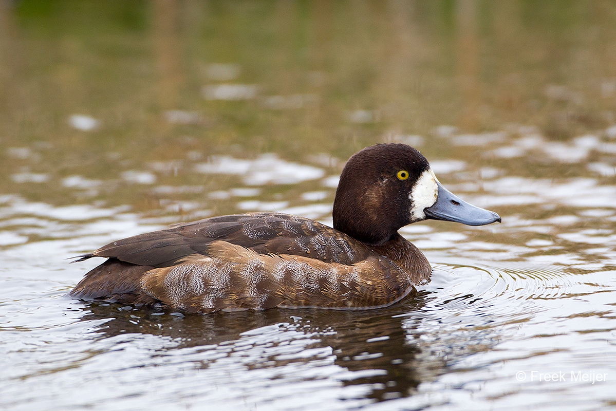 Topper-01_Greater-Scaup_Aythya-marila_49C1388