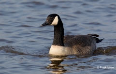 Grote-Canadese-Gans-01_Canada-Goose_Branta-canadensis_1_49C2841_1