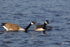 Grote-Canadese-Gans-02_Canada-Goose_Branta-canadensis__49C2850_1