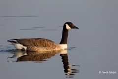 Grote-Canadese-Gans-03_Canada-Goose_Branta-canadensis__49C6420_1