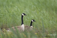 Grote-Canadese-Gans-04_Canada-Goose_Branta-canadensis_11I8474