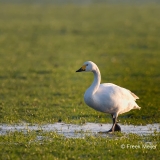 Kleine-Zwaan-01_Bewicks-Swan_Cygnus-bewickii_Z4T7498