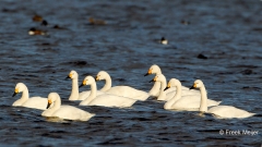 Kleine-Zwaan-02_Bewicks-Swan_Cygnus-bewickii_49C7080