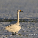 Kleine-Zwaan-04_Bewicks-Swan_Cygnus-bewickii_Z4T7664