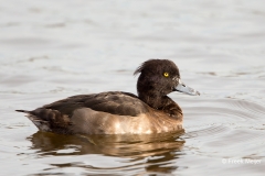 Kuifeend-01_Tufted-Duck_Aythya-fuligula_BZ4T7814_1