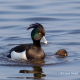 Kuifeend-02_Tufted-Duck_Aythya-fuligula_49C5435_1