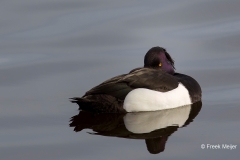 Kuifeend-03_Tufted-Duck_Aythya-fuligula_49C6153_1