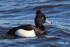 Kuifeend-04_Tufted-Duck_Aythya-fuligula_49C0475_1