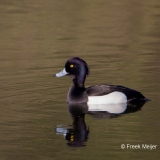 Kuifeend-05_Tufted-Duck_Aythya-fuligula_BZ4T6079