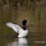 Kuifeend-06_Tufted-Duck_Aythya-fuligula_BZ4T6110