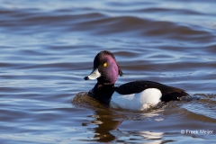 Kuifeend-07_Tufted-Duck_Aythya-fuligula_BZ4T1913