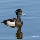 Kuifeend-08_Tufted-Duck_Aythya-fuligula_BZ4T2237