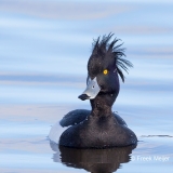 Kuifeend-09_Tufted-Duck_Aythya-fuligula_BZ4T2310