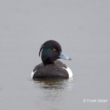 Kuifeend-10_Tufted-Duck_Aythya-fuligula_BZ4T0055_1