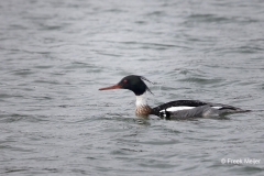 Middelste-Zaagbek_Red-breasted-Merganser_Mergus-serrator_AD9A1539