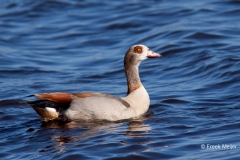 Nijlgans-01_Egyptian-Goose_Alopochen-aegyptiaca_IMG_1028