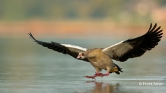 Nijlgans-02_Egyptian-Goose_Alopochen-aegyptiaca_BZ4T0455_1