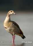 Nijlgans-03_Egyptian-Goose_Alopochen-aegyptiaca_BZ4T0524