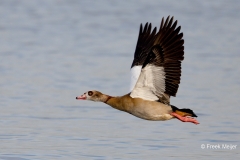 Nijlgans-04_Egyptian-Goose_Alopochen-aegyptiaca_BZ4T7688