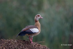 Nijlgans-05_Egyptian-Goose_Alopochen-aegyptiaca_BZ4T5271_2